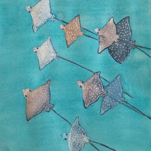 Famille de Raies Aigles